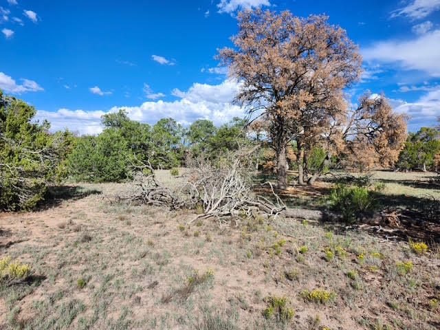 Photo 11 — 15 Cattle Track Drive