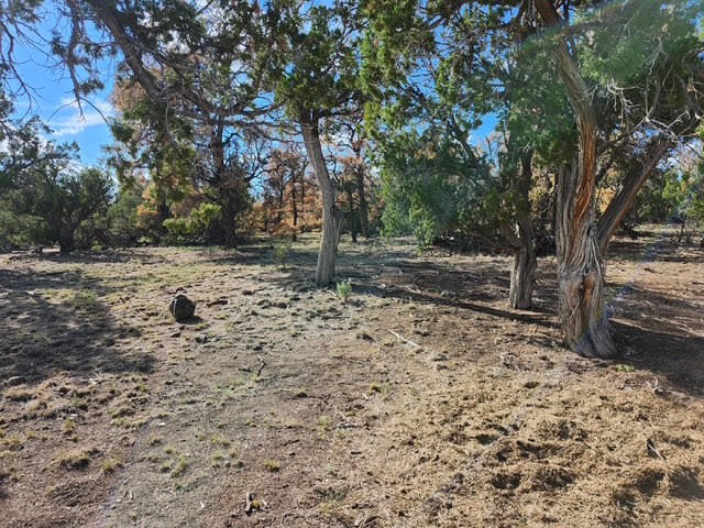 Photo 15 — 15 Cattle Track Drive