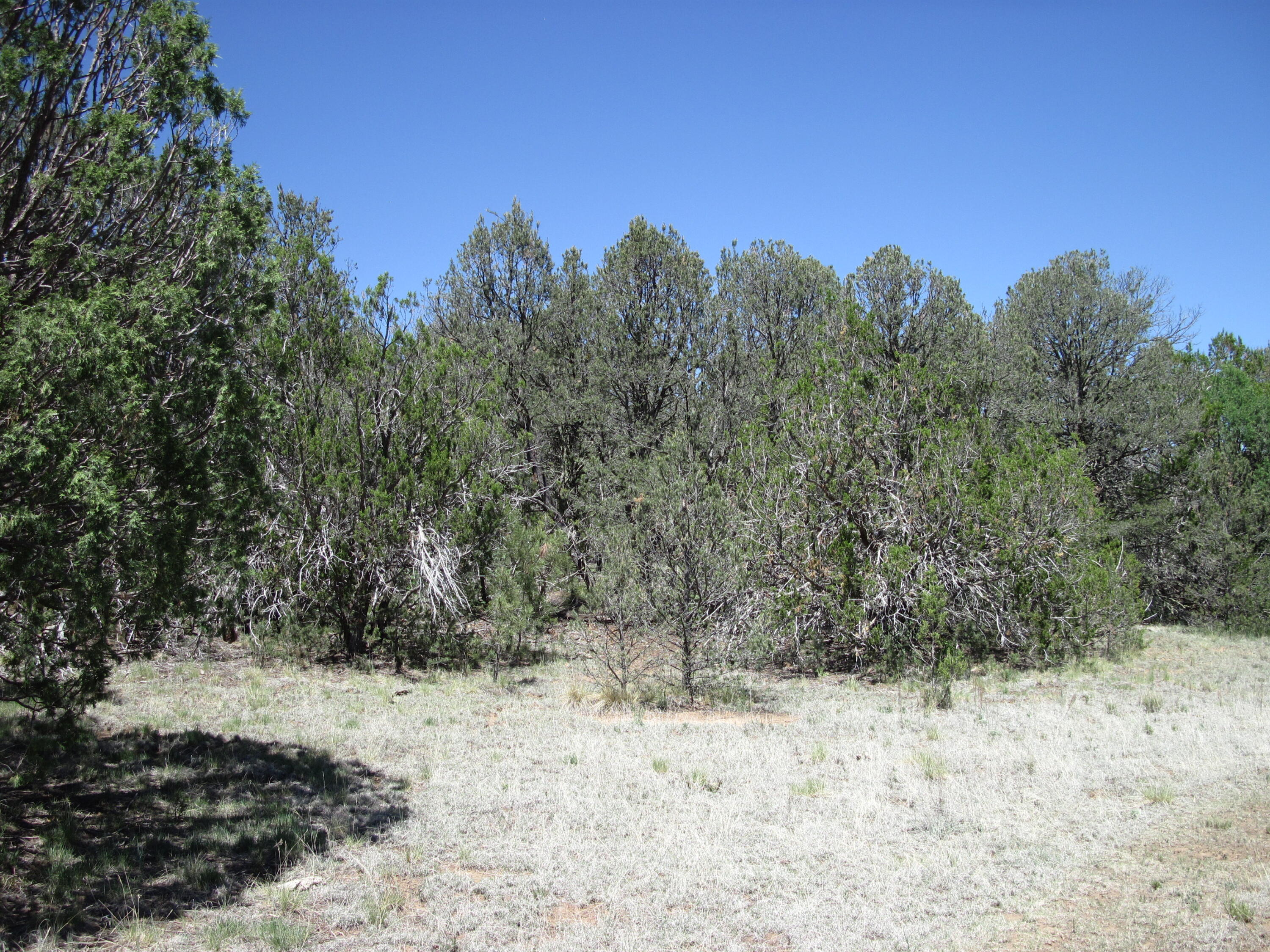 Photo 14 — 152 Jesse James Road