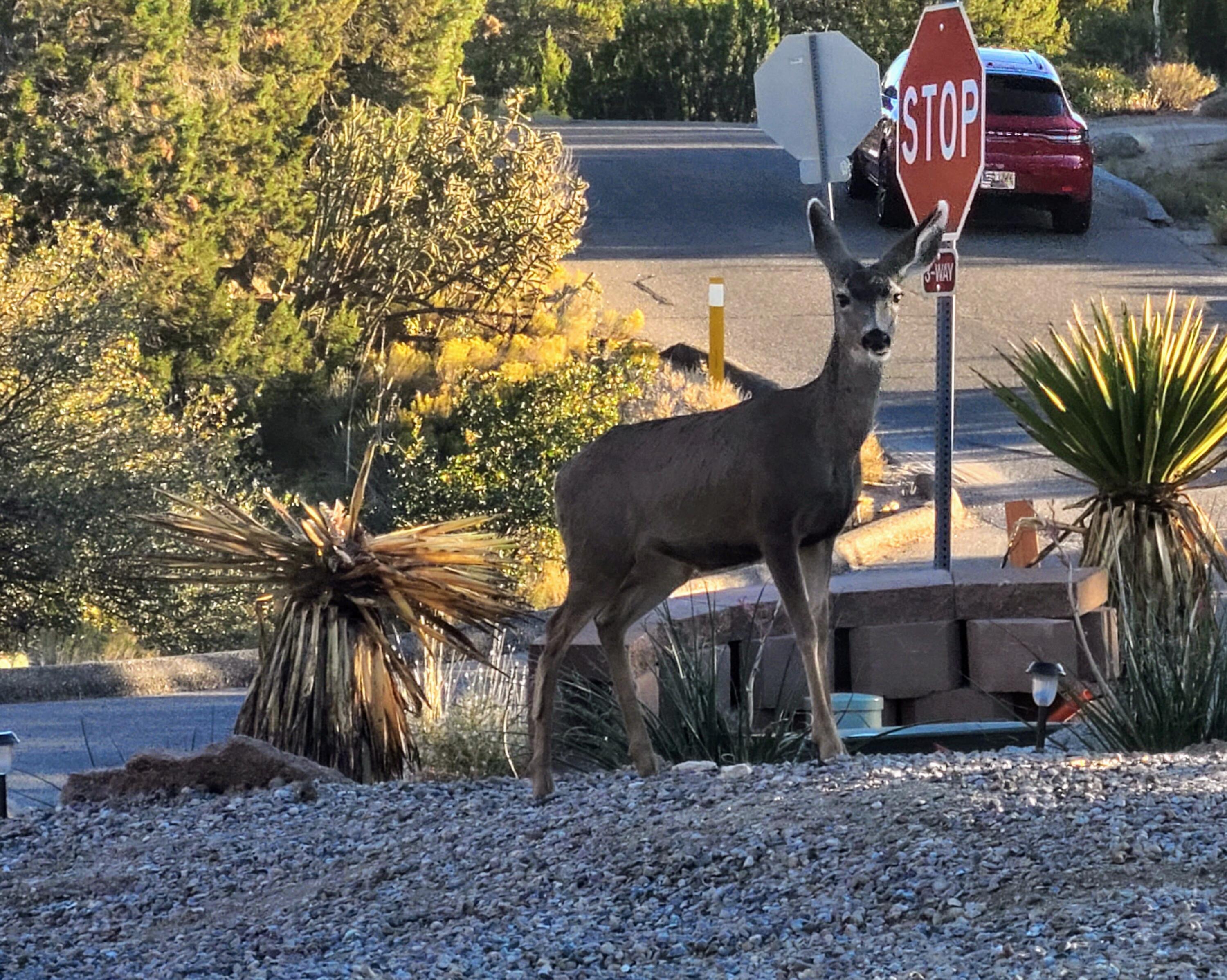 Photo 6 — 67 Juniper Hill Loop NE