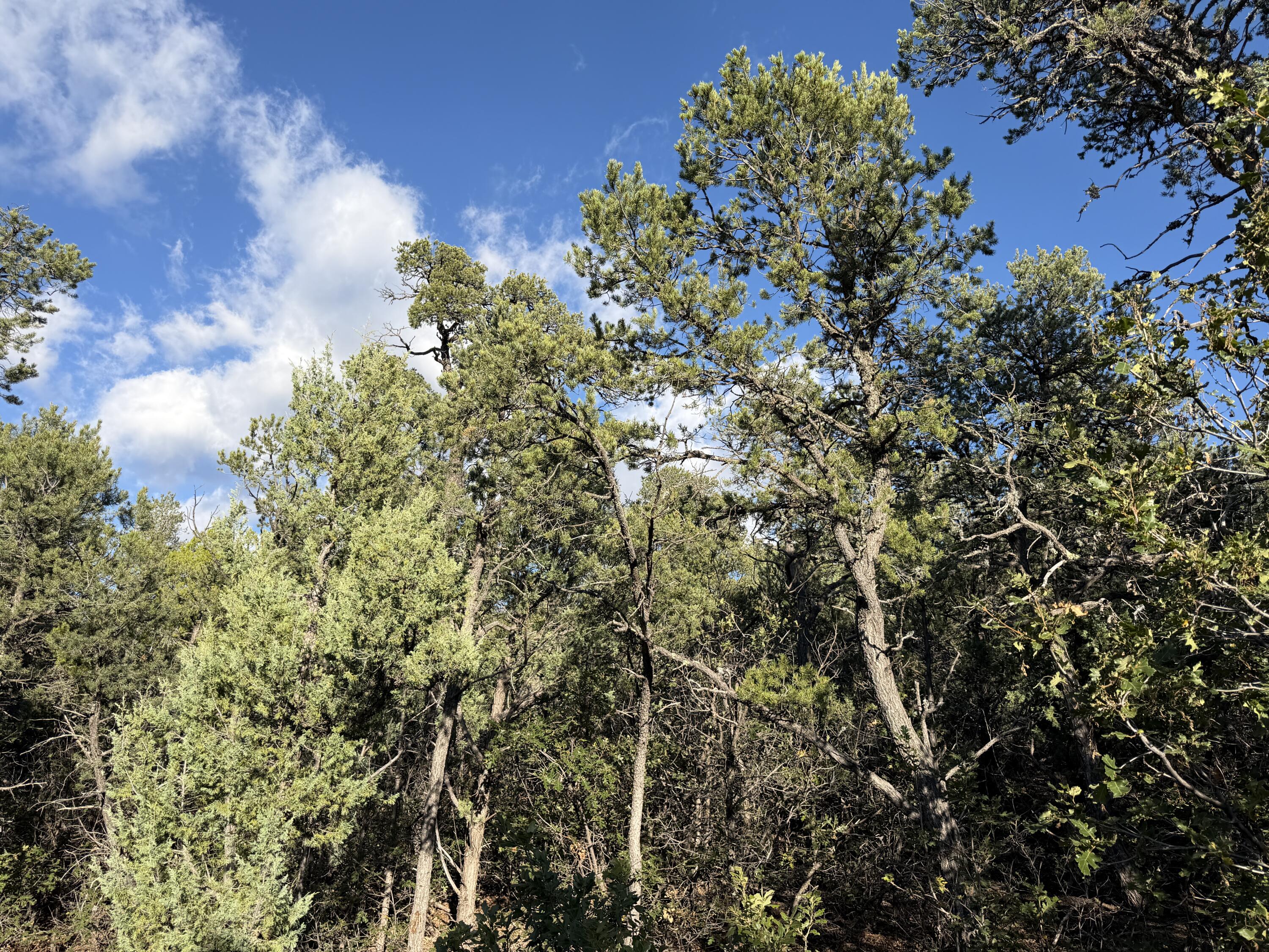 Photo 6 — 9 Los Pecos Loop