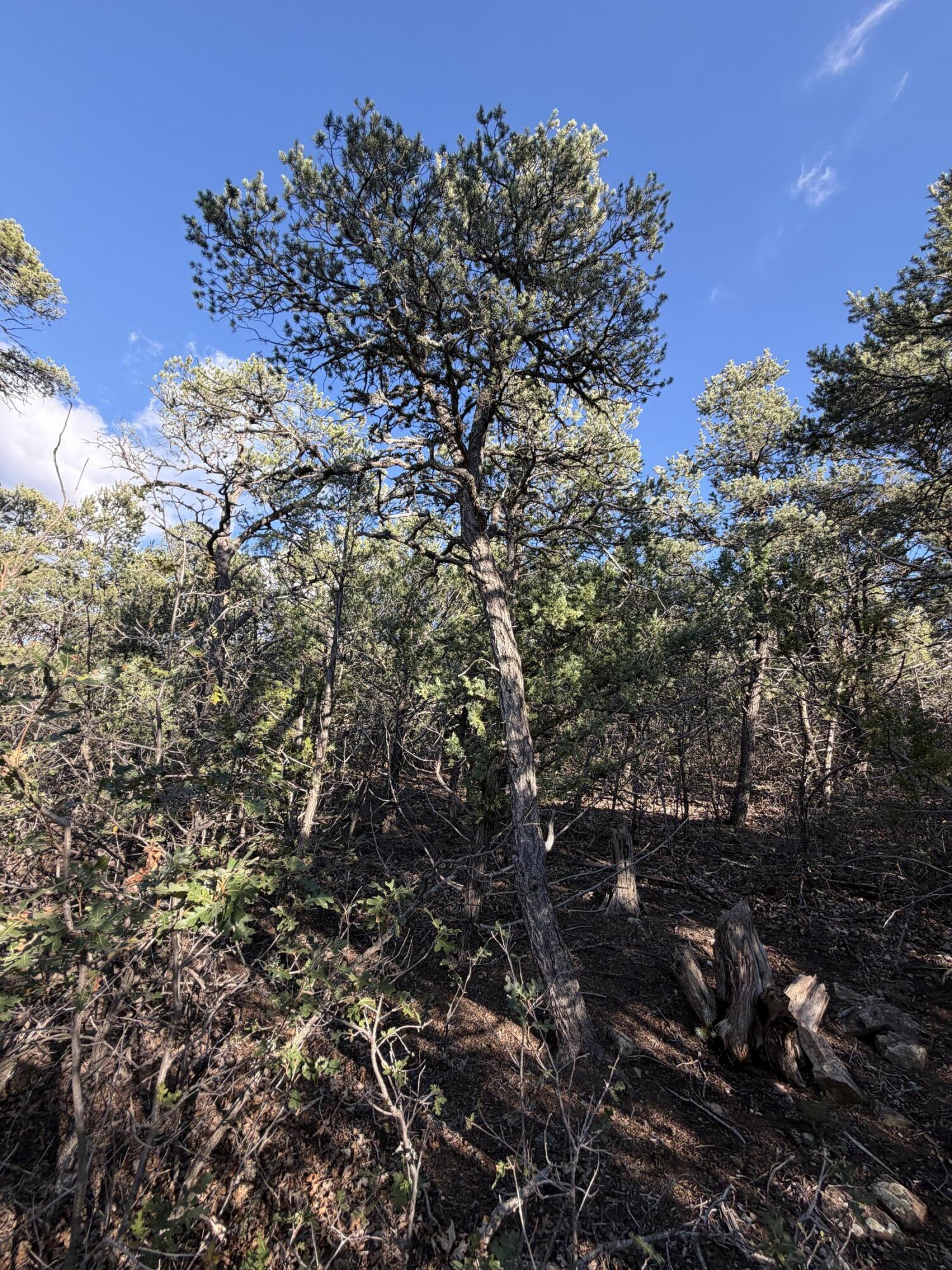 Photo 12 — 9 Los Pecos Loop