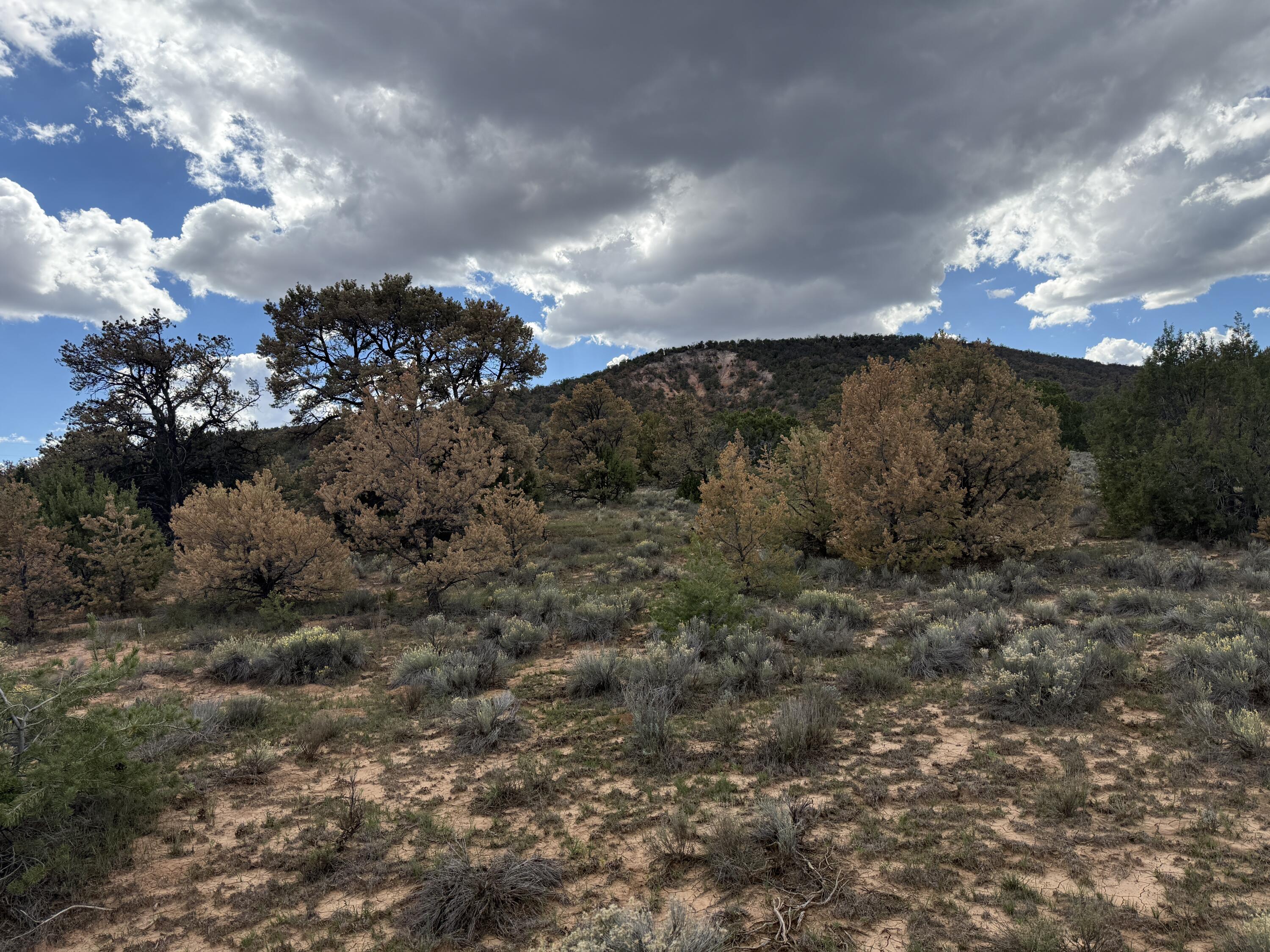 Photo 9 — LOT 1 NM-603