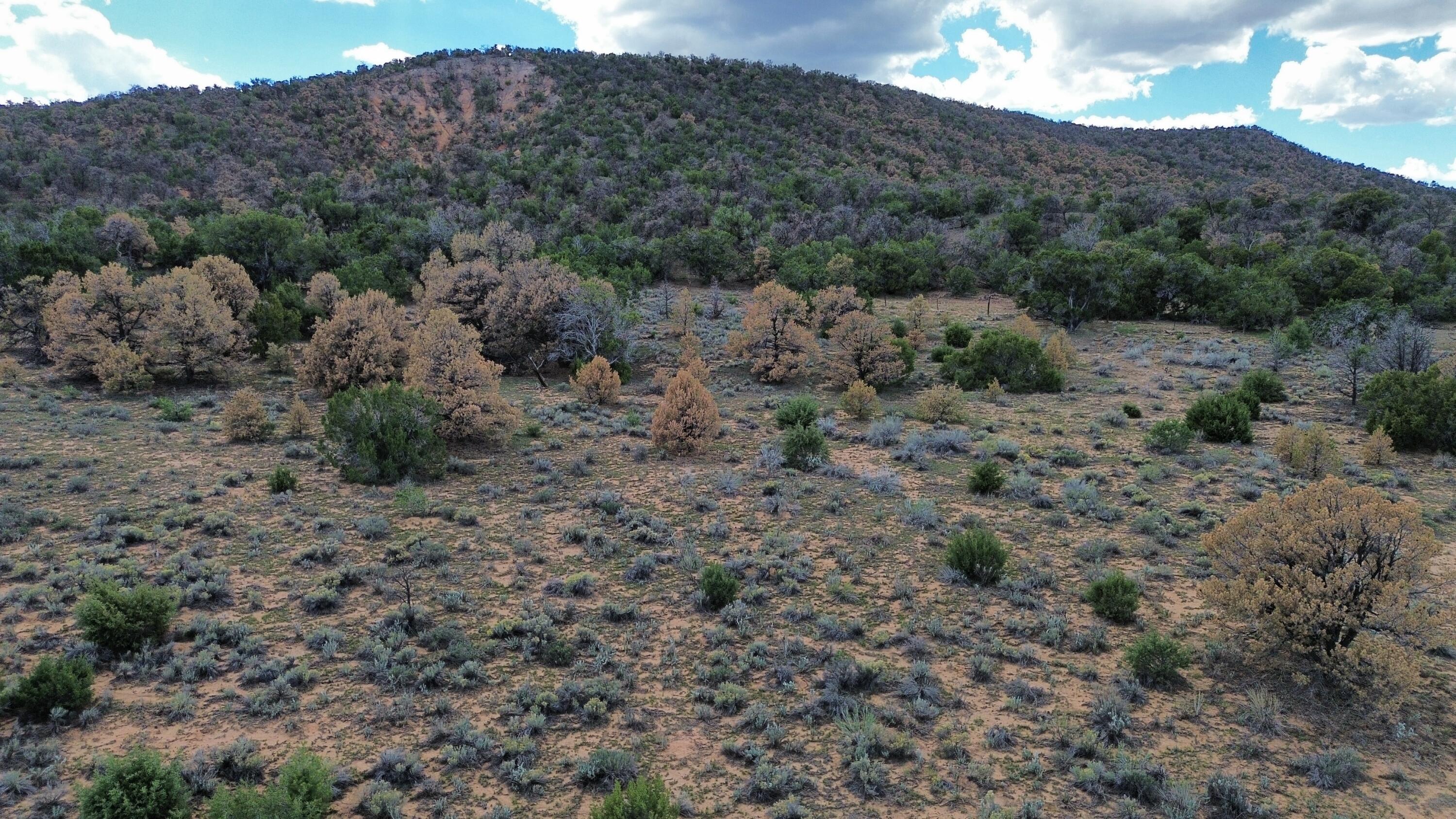 Photo 16 — LOT 1 NM-603