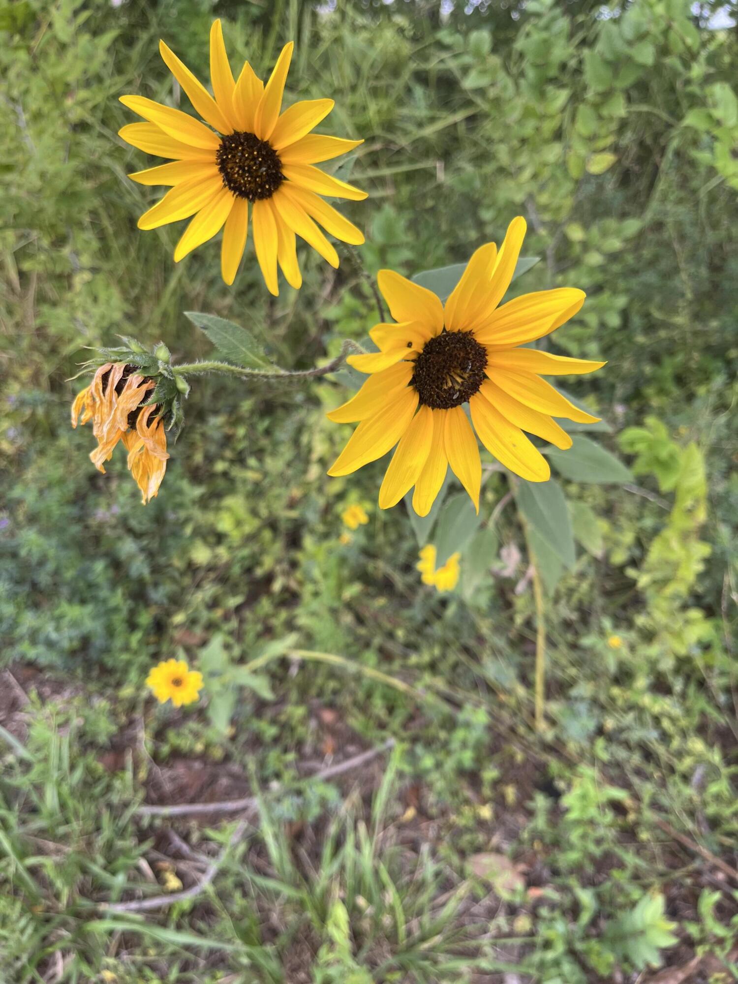 Photo 10 —  E OF Armijo Road