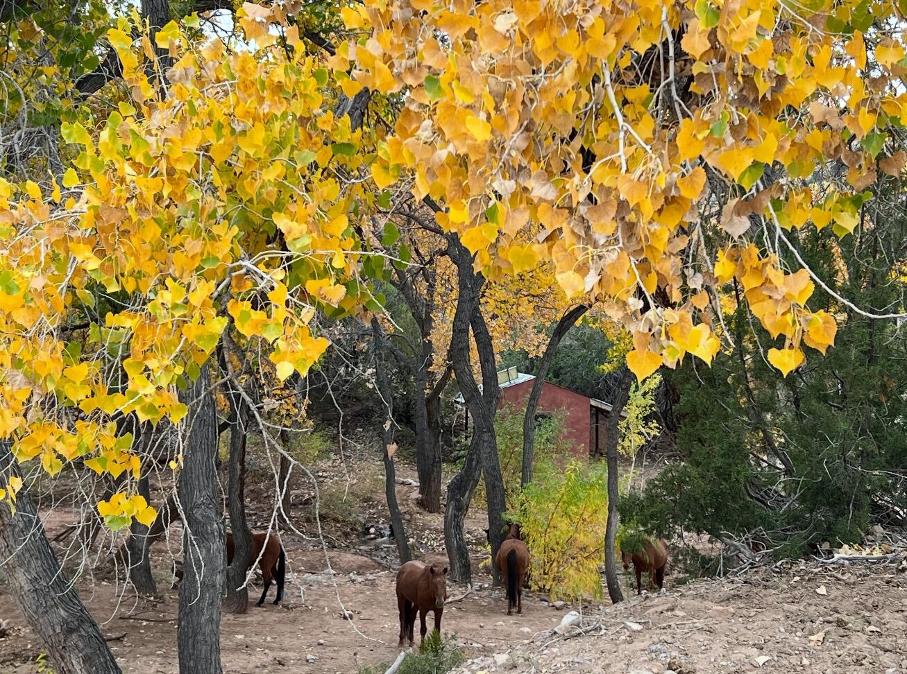 Photo 9 — 11 Tres Amigos Road