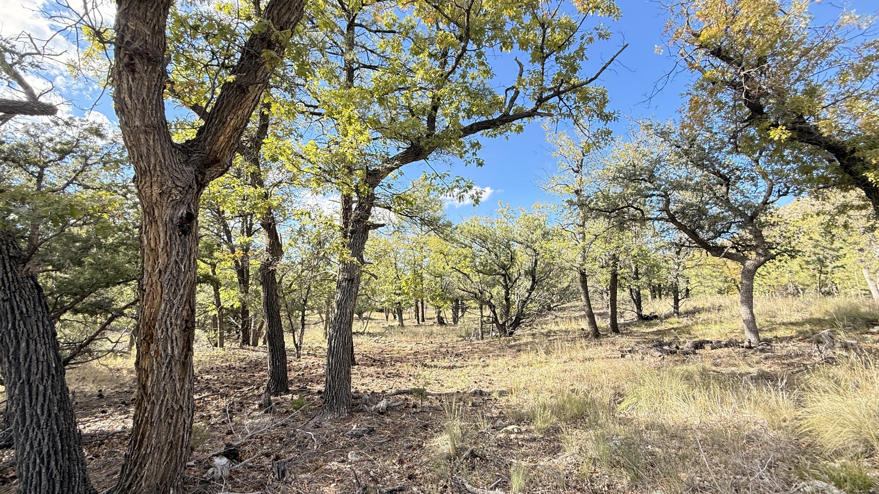 Photo 6 — 16 Canyon Oaks Pass