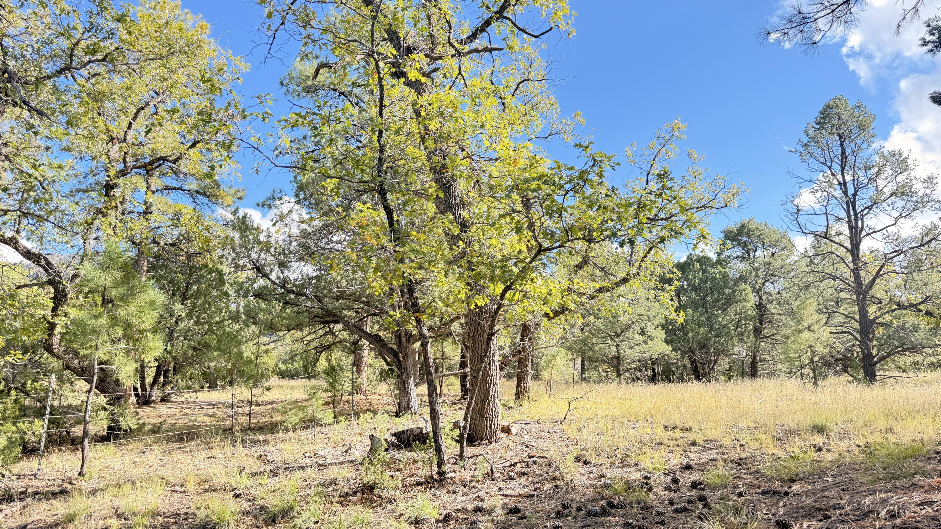 Photo 8 — 16 Canyon Oaks Pass