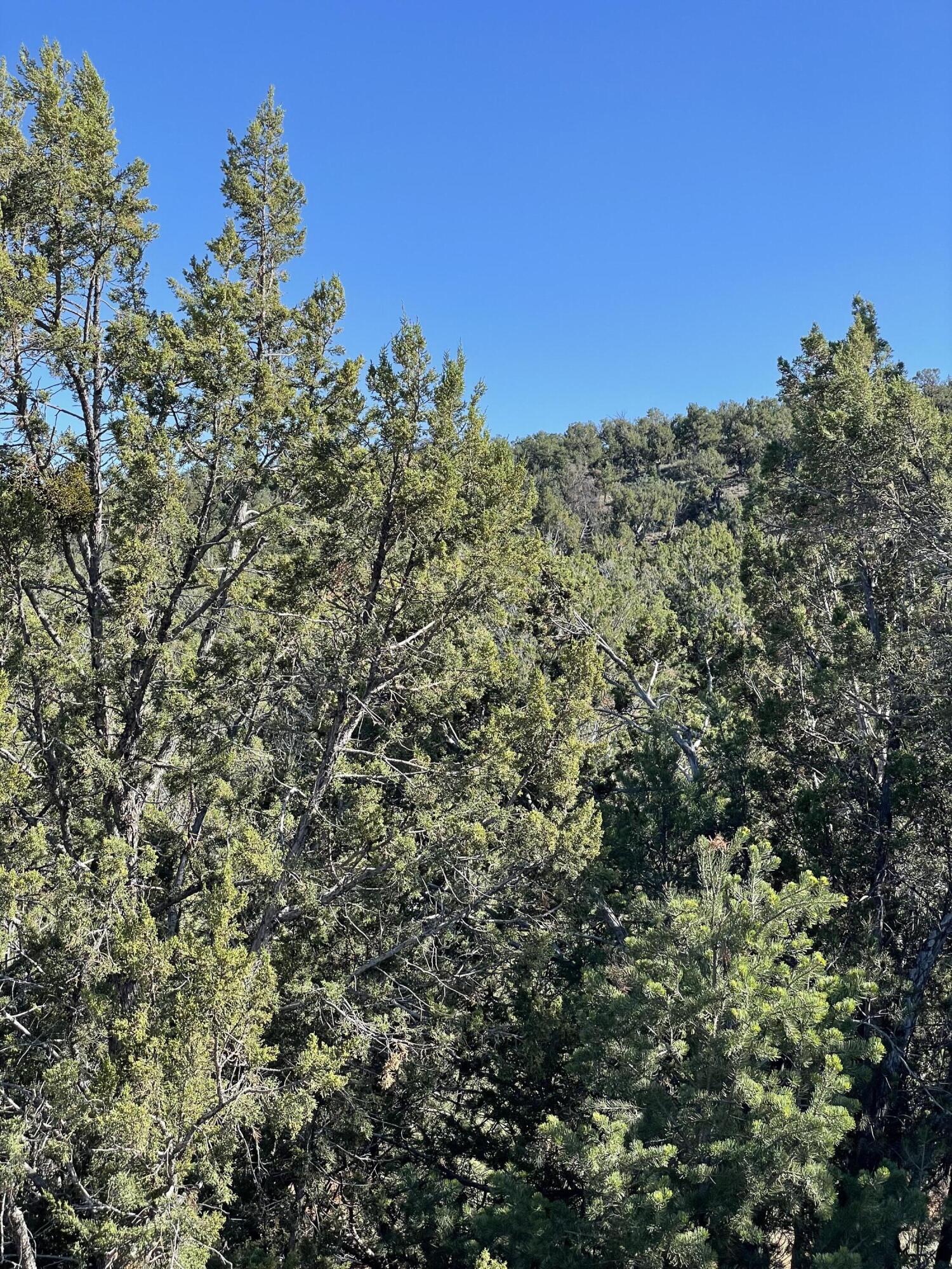 Photo 6 — 55 Canyon Ridge Drive